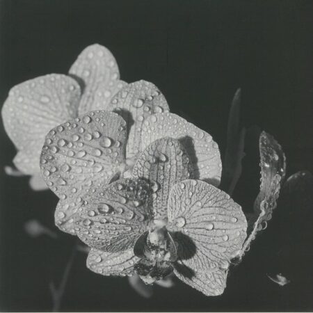 Assorted Orchids