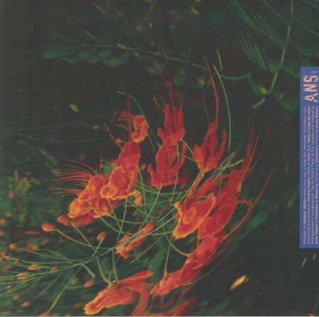 Chameleon - Image 2